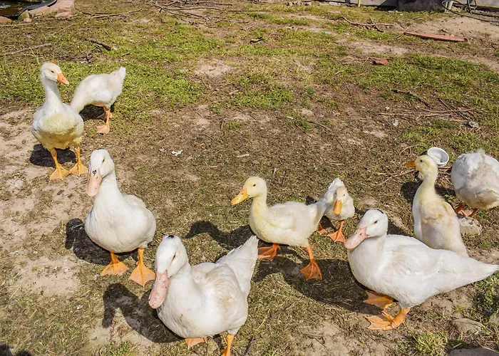 In With Sauna Holiday home